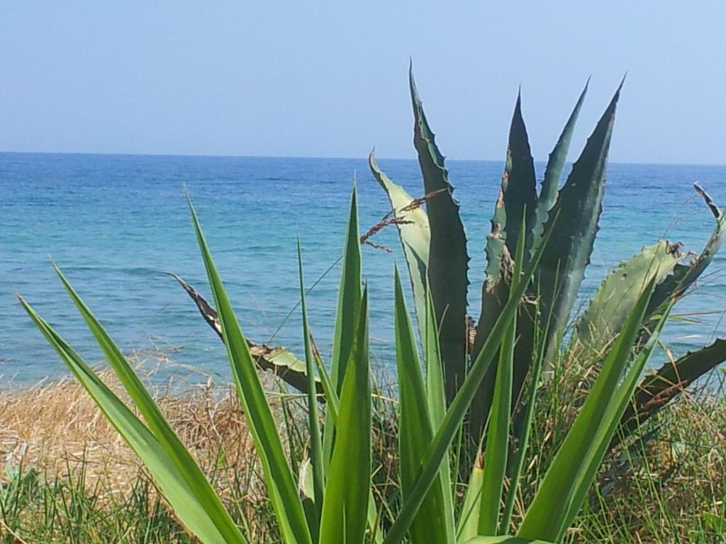 Beach Bungalows Kypseli Rum bild